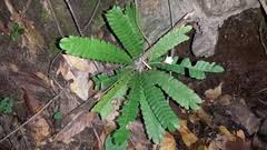 Image result for Biophytum crassipes