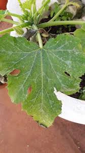 Pruning your zucchini will also allow more sunlight to reach the fruits as zucchini leaves can grow larger and reduce exposure to the sun. Zucchini Leaves Not Healthy Community Plantix