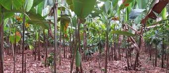 In a healthy deciduous forest every vertical level is occupied, and plant and animal diversities are great: Made In The Shade Tropical Trees And Plants That Ain T Starving For The Lime S Light The Permaculture Research Institute