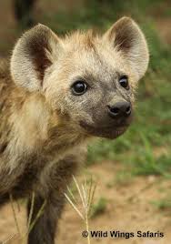 Pin By Betty Cooper On Born Wild And Free Wild Dogs Cute Animals Hyena