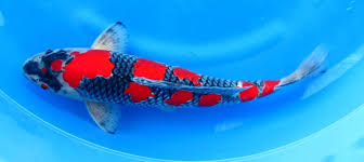Goshiki Koi Koi Fish Koi Carp
