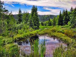 This is beauvais lake 1.5 by troy nickle on vimeo, the home for high quality videos and the people who love them. Beauvais Lake Provincial Park Alberta Canada