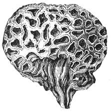 「cyttaria darwinii」の画像検索結果