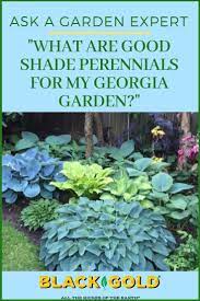 Shade, partial shade a good bloomer for the partially shaded garden is the japanese anemone. What Are Some Good Southern Plants For Shade Shade Perennials Shade Garden Plants Shade Plants