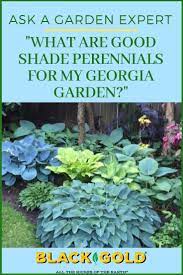 If your garden gets no direct sun, but lots of reflected sunlight, it also fits in this category. What Are Some Good Southern Plants For Shade Shade Perennials Shade Garden Plants Shade Plants