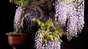 Check spelling or type a new query. Wisteria Bonsai Empire