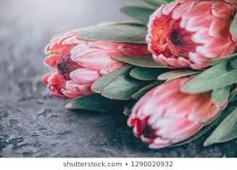 Pin By Kerrie Webster On Protea King Protea Flowers Protea