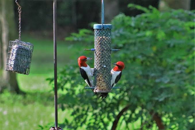 Bird Feeder Placement