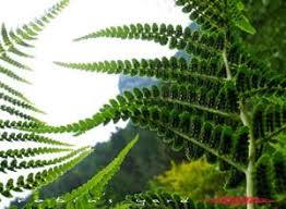 Image result for Dryopteridaceae