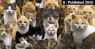 Is it acceptable if the cat's owner is nearly always home overnight, but i'm interested in both of the following: Cats Like People Some People Anyway The New York Times