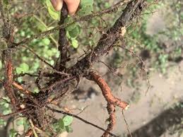 Image result for Chamaecrista wittei