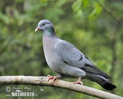 Stock Dove Pictures Stock Dove Images Stock Dove Dove Hunting Dove Bird Picture