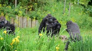 Maybe you would like to learn more about one of these? Bristol Zoo S New Baby Gorilla Gives The Middle Finger To Photographer Bristol Live