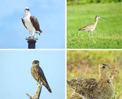 Birds Of The Bahamas Photos Birds Of West End Grand Bahama Island The Bahamas Newsy Article Bahamas Honeymoon Grand Bahama Bahamas Vacation