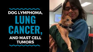 Symptoms of lung cancer are coughing (which may also produce phlegm or blood), exercise intolerance ( lethargy ), weight loss or loss of appetite, and other respiratory signs such as trouble breathing or shortness of breath. Dog Lymphoma Lung Cancer And Mast Cell Tumors Vlog 52 Youtube