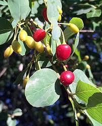 Image result for Berchemia zeyheri