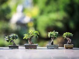 Questa pianta, all'interno del giardino giapponese deve trovarsi nei pressi della casa, ma deve avere sotto di se tutto lo spazio necessario a contenere la caduta sono moltissime le piante amate dai giapponesi e tipicamente utilizzate nel giardino tradizionale, citarle tutte sarebbe davvero eccessivo. Cosa Significa Bonsai E Perche E Un Bel Regalo Da Fare A Una Persona Cara Innaturale