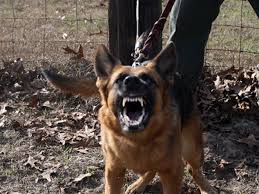 Image result for protection dogs