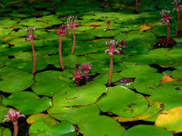 Image result for Brasenia