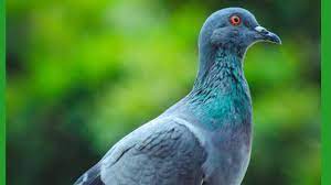 Jetcost.de has been visited by 10k+ users in the past month 100 Nama Burung Merpati Yang Bagus Dan Artinya Tabir Dakwah