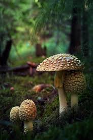 Epingle Par Marta Laje Sur Habia Una Vez Champignons Farcis Faune Et Flore Jardins