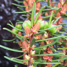 Image result for Burttia