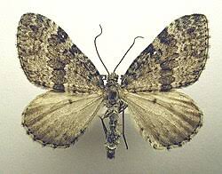 Image result for Entephria byssata