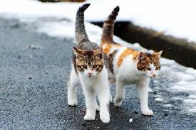 Mar 29, 2019 · to keep cats away, make sure your outdoor trash cans have tight lids on them to prevent strays from sniffing around the area. So A Stray Cat Has Adopted You Now What Catster