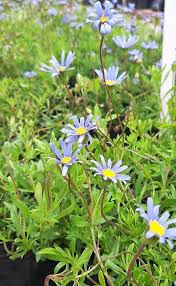 Image result for Felicia grantii