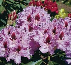 Rhododendron Kabarett Partial Shade Plants Rhododendron Plants