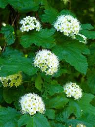 Image result for Hirpicium gracile