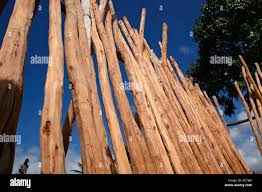 Image result for Androstachys johnsonii