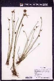 Image result for Schoenoplectiella mucronata