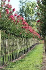 Image result for Lagerstroemia