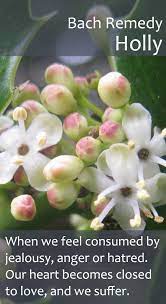 bach flower remedy holly pureremedies co uk bach flower remedies flower remedy flower essences remedies