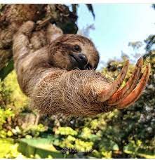 Sloth Gram On Instagram How Do You Feel About It Via Mr Perezas And Dont Forget Follow Them Double Tap And Tag Your Fri Sloth Cute Animals Animals