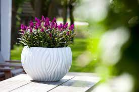 A closeup of wheat celosia with a charming hint of purple. Deep Purple Frontpage Purple Celosia
