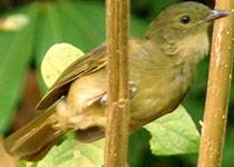 Image result for Sarcophrynium prionogonium