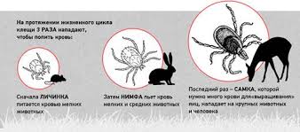 Suoyarvskaya Crb Glavnaya