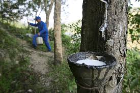 The forest research institute malaysia is a statutory agency of the government of malaysia, under the ministry of land, water and natural resources (kats). Akwete Youths Protest Unjust Treatment From Rubber Research Institute Daily Times Nigeria