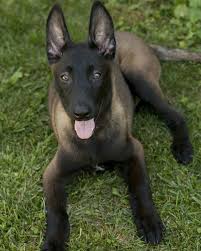 11 5 Mil Me Gusta 51 Comentarios About Animalslife About Animalslife En Instagram Quot Super About A Malinois Dog Dog Breeds Belgian Malinois Dog