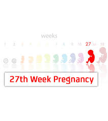 27th Week Pregnancy Symptoms Baby Development And Bodily