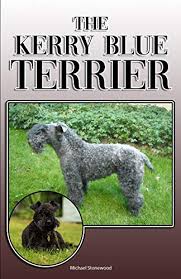 Kerry blue terrier puppy for sale. The Kerry Blue Terrier A Complete And Comprehensive Owners Guide To Buying Owning Health Grooming Training Obedience Understanding And Caring For Your Kerry Blue Terrier Ebook Stonewood Michael Amazon Com Au Kindle Store