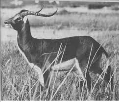 Image result for Panicum chambeshii