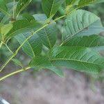 Image result for Stereospermum kunthianum