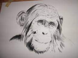 538x631 drawing amimals with pencil incredibly realistic pencil drawings. Chimpanzee Drawing Alecia Goodman Blog