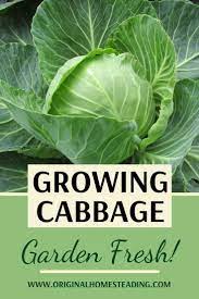 How To Grow Cabbage Nutrients In Cabbage Cabbage Growing Cabbage