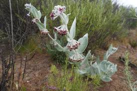 Image result for Polycarpaea eriantha