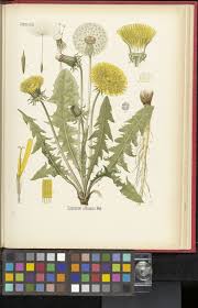 Image result for Taraxacum sp.
