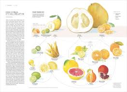 Fruit of the family tree: The Citrus Family Monica Serrano